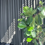 Indlæs billede til gallerivisning Wool